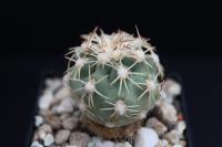 Sclerocactus mesae-verdae RP 111